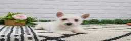 West Highland Terrier dogs for sale: Quincey  - Ad 3