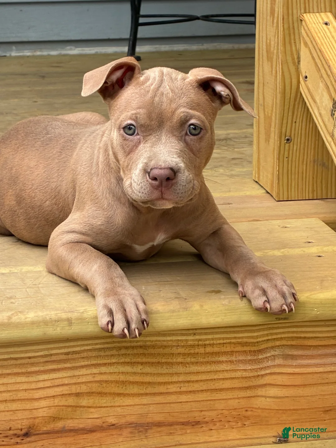 American Bully dogs for sale: Red - Ad 2