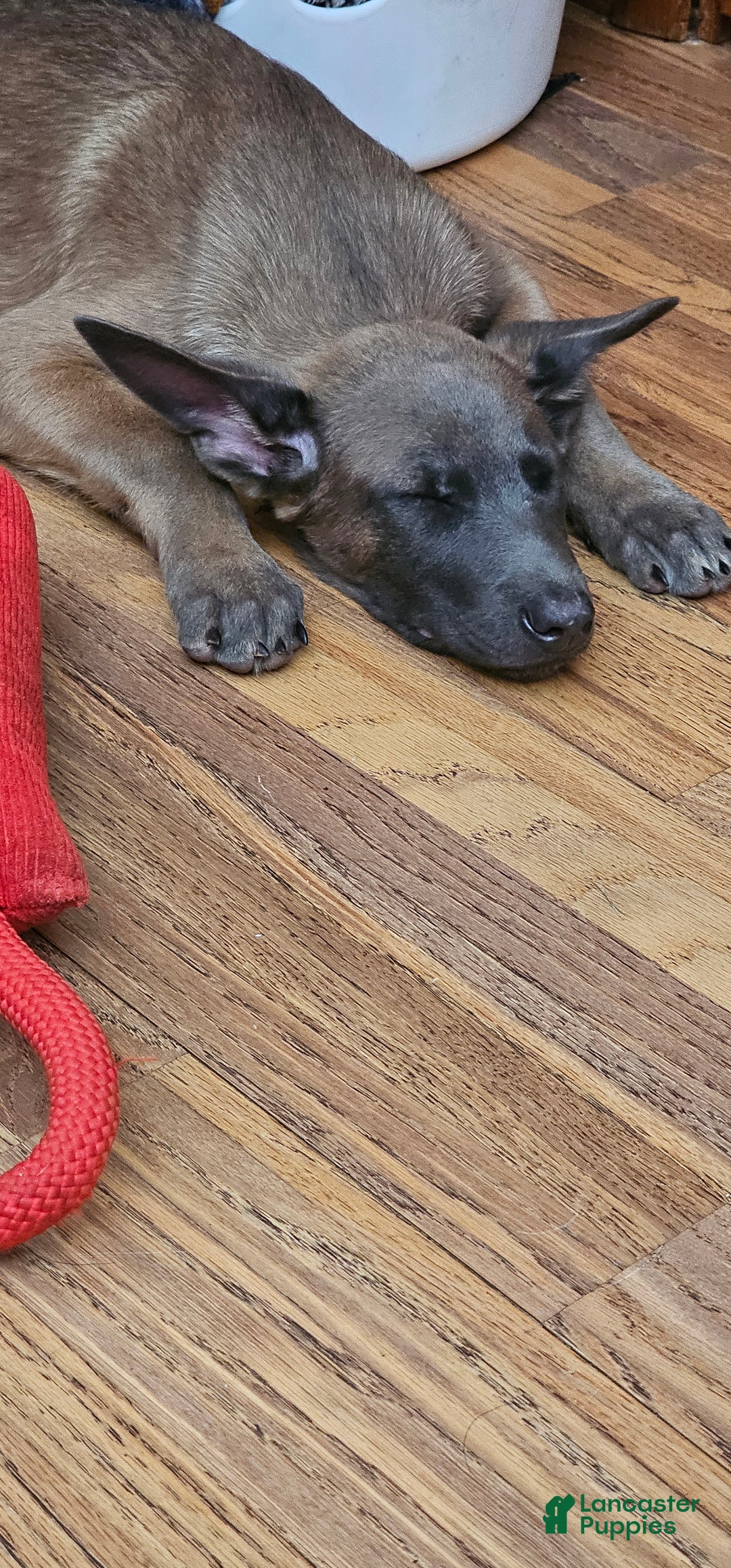 Belgian Malinois dogs for sale: "Vinnie" Belgian Malinois - Ad 1