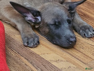 Belgian Malinois dogs "Vinnie" Belgian Malinois - Ad 33