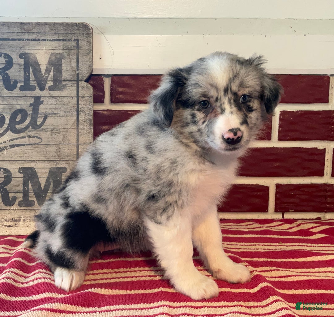 Mixed Breed dogs for sale: Missie - Ad 6