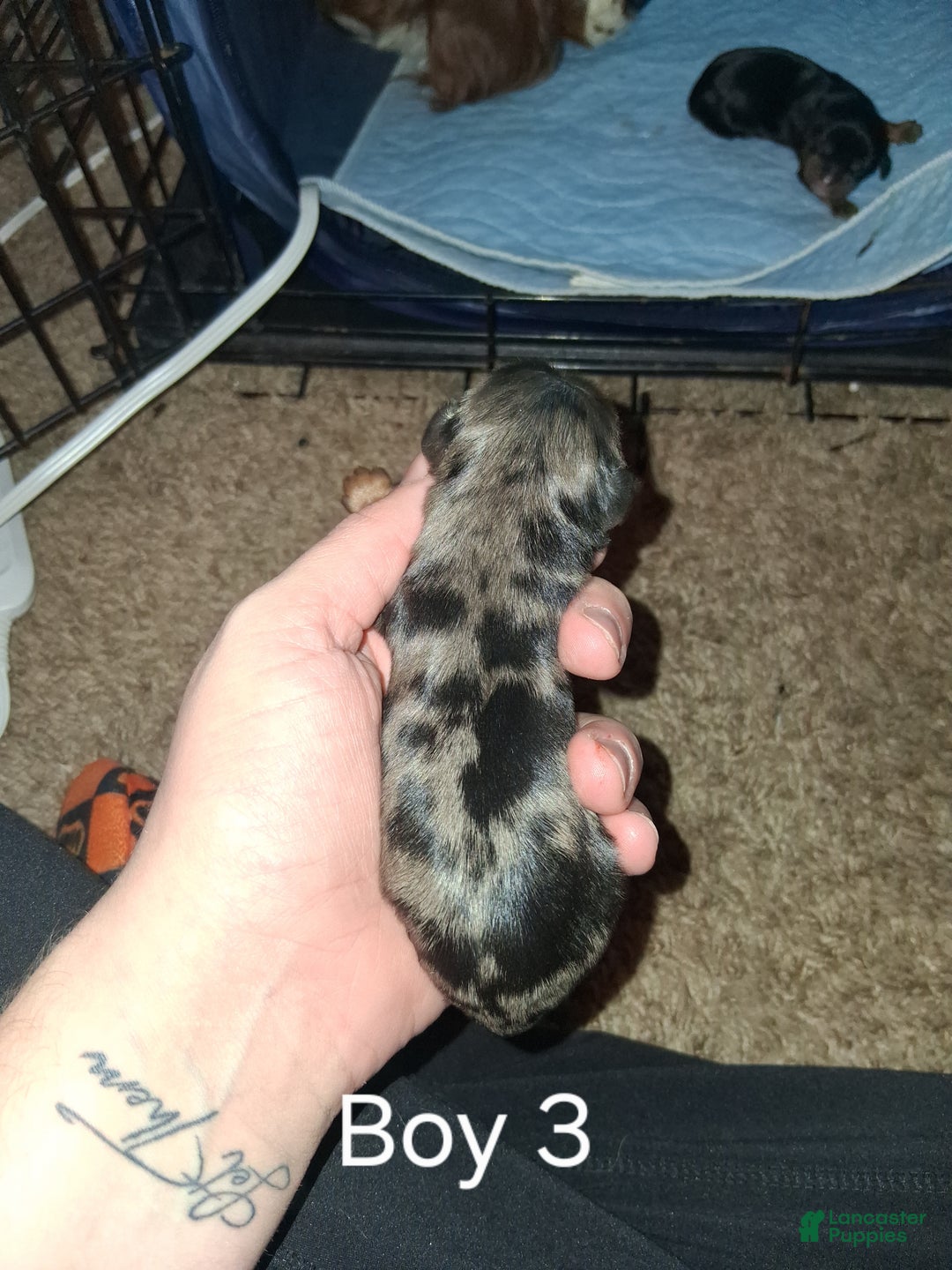 Cavalier King Charles Spaniel dogs for sale: Prince Louis - Ad 3