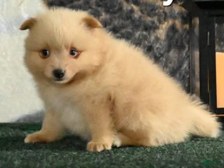 Pomeranian dogs Tuffy - Ad 41