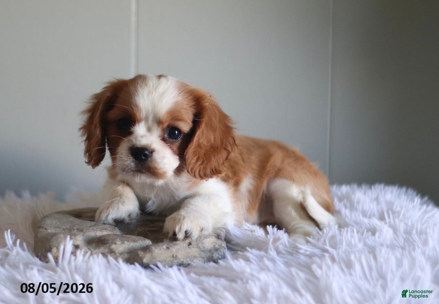 Cavalier King Charles Spaniel dogs Harmony Special Needs - Ad 2