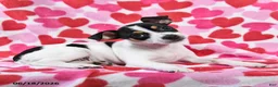 Chihuahua dogs for sale: Trooper - Ad 4