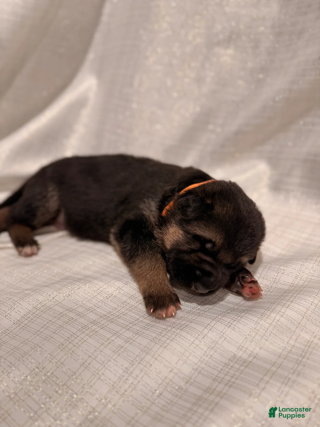 German Shepherd dogs for sale: German Shepherd Puppy 6 - Ad 2