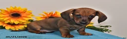 Miniature Dachshund dogs for sale: Oscar - Ad 4