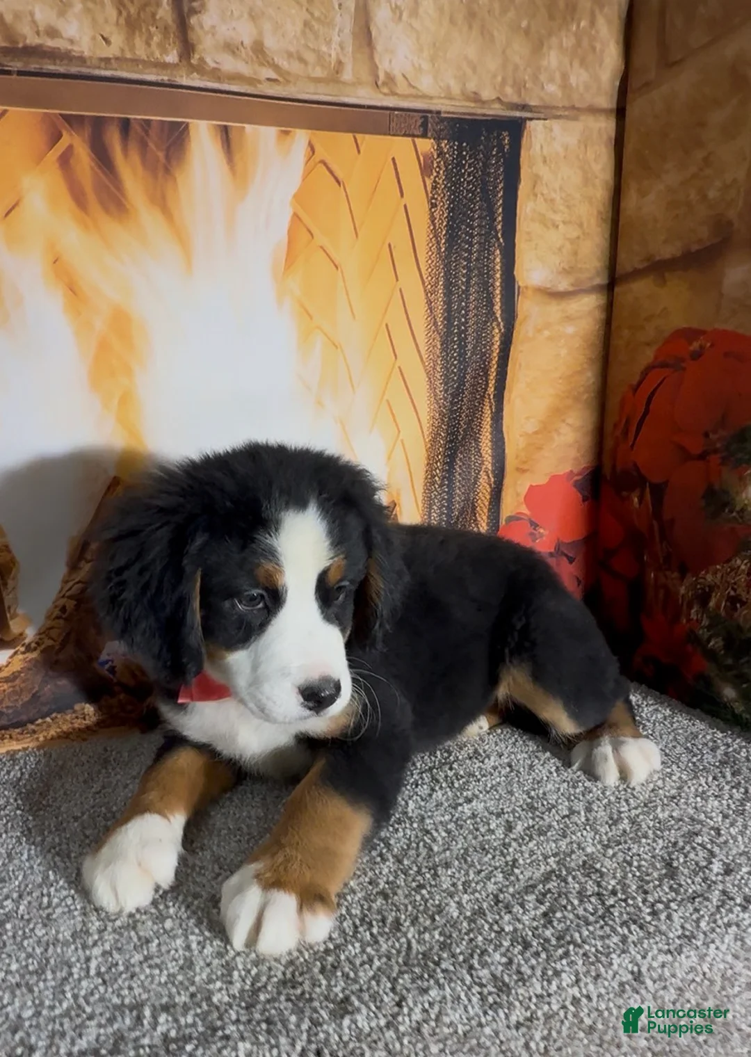 Bernese Mountain Dog dogs for sale: Haddasah  - Ad 6