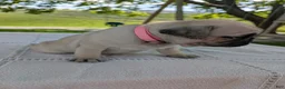 Pug dogs for sale: Luna - Ad 3