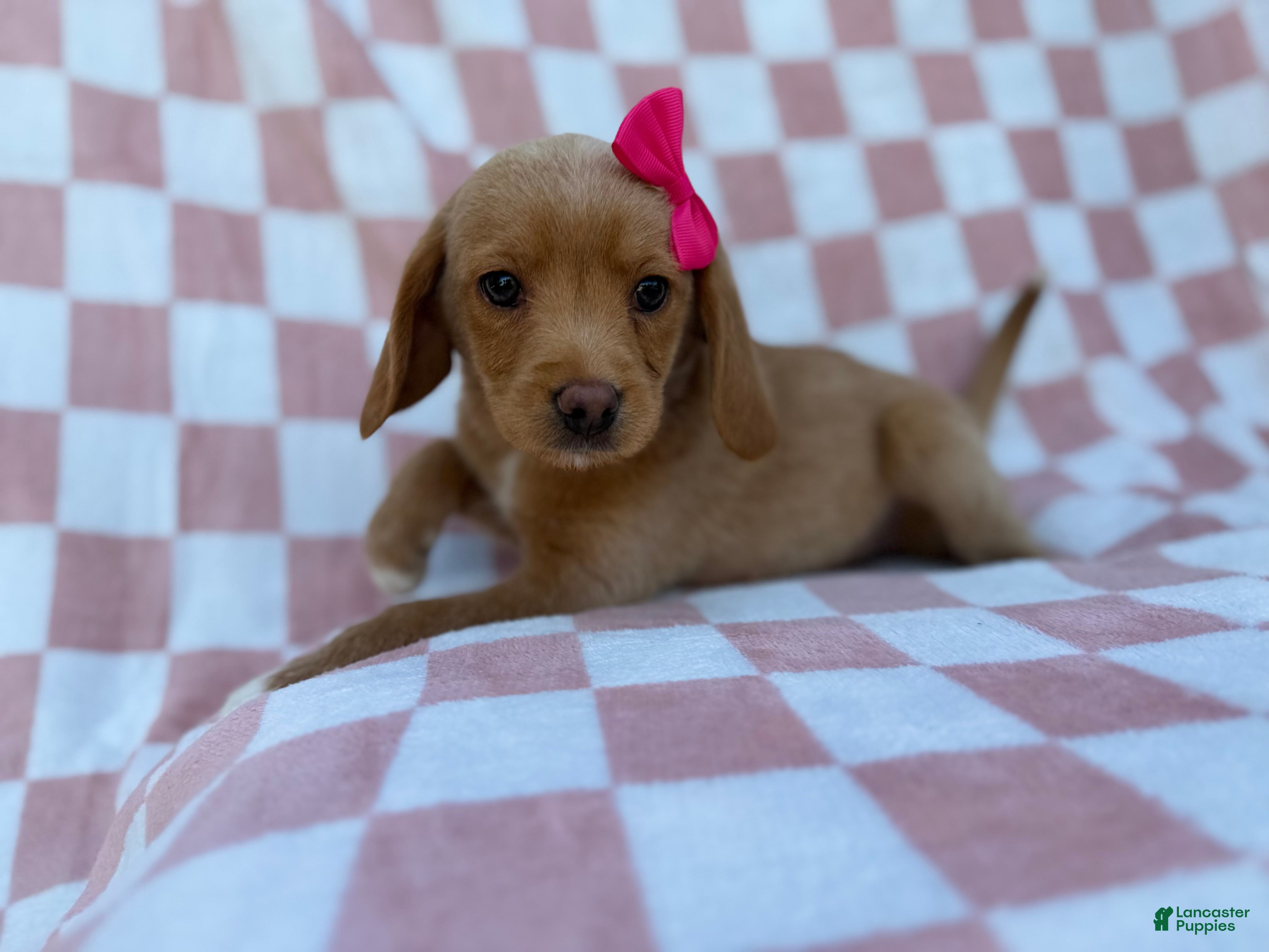 Beagle dogs Bunny - Ad 41