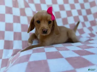 Beagle dogs Bunny - Ad 7