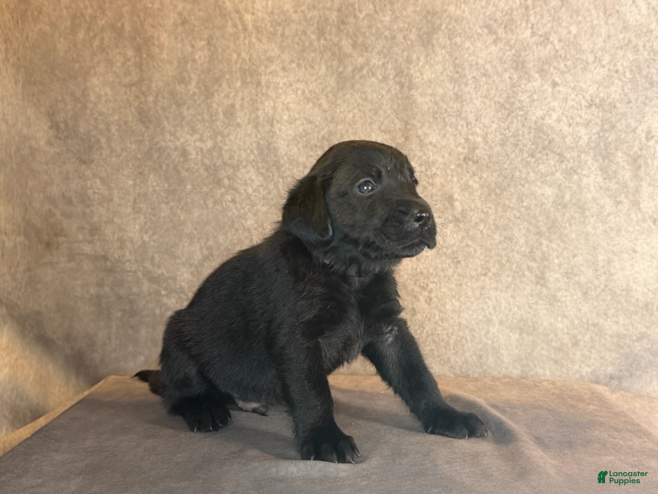 Labrador Retriever dogs Mr Black - Ad 1