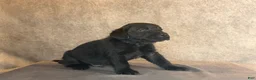 Labrador Retriever dogs for sale: Mr Black - Ad 1