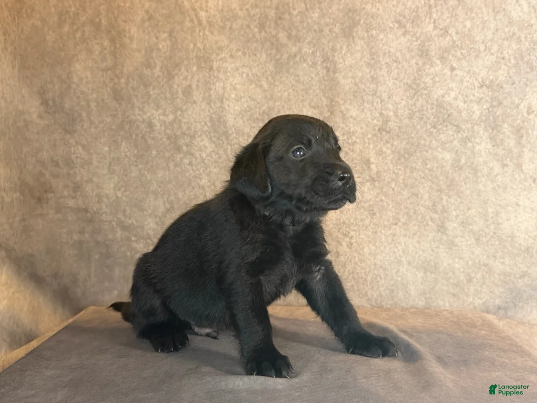Labrador Retriever dogs for sale: Mr Black - Ad 1