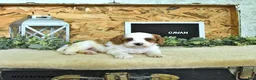 Cavapoo dogs for sale: Cavan - Ad 3