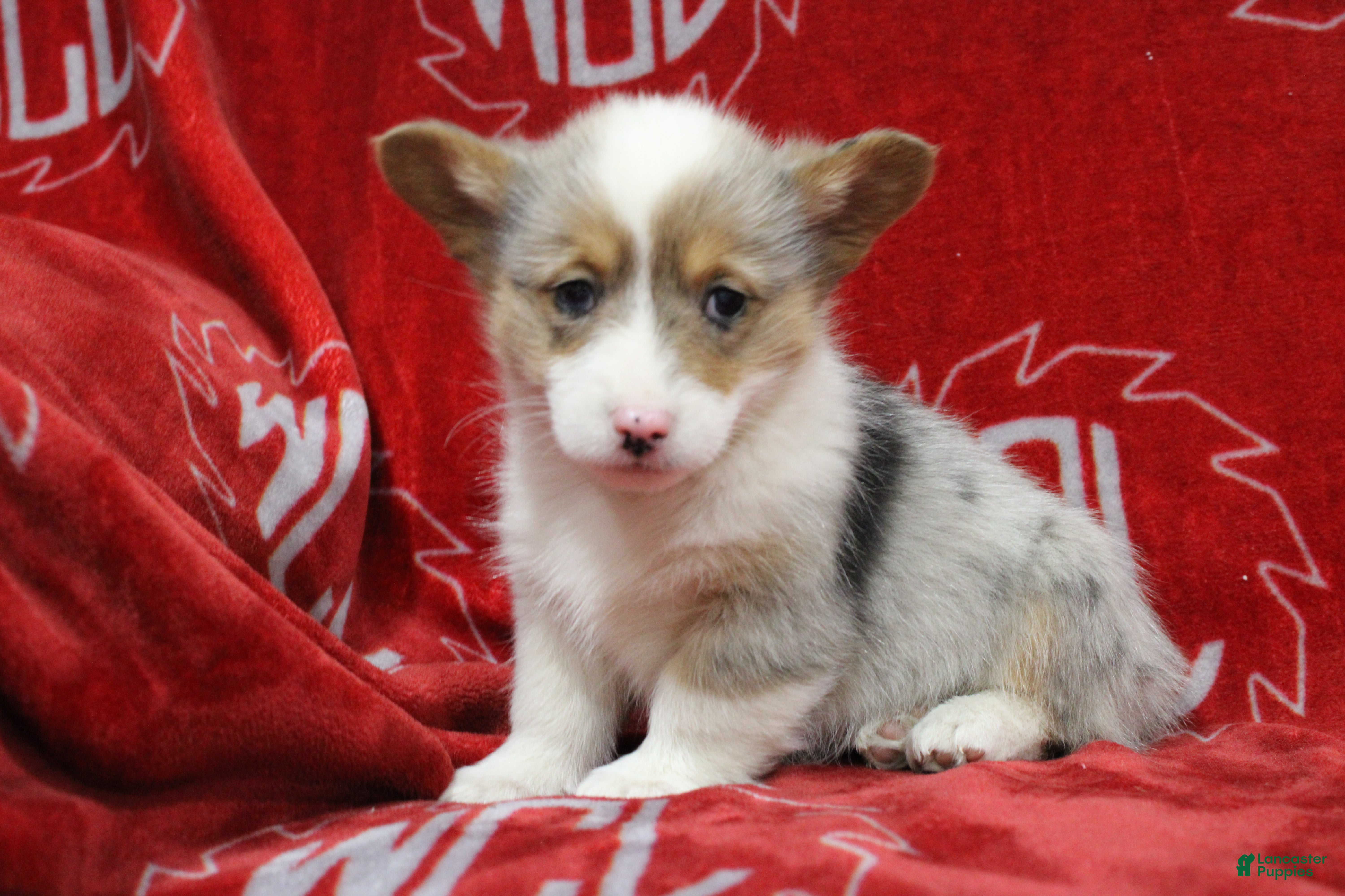 Welsh Corgi Pembroke dogs Beverly - Ad 30