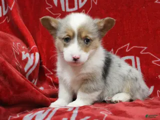 Welsh Corgi Pembroke dogs Beverly - Ad 30