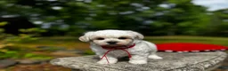 Maltipoo dogs for sale: LEO-1 - Ad 6