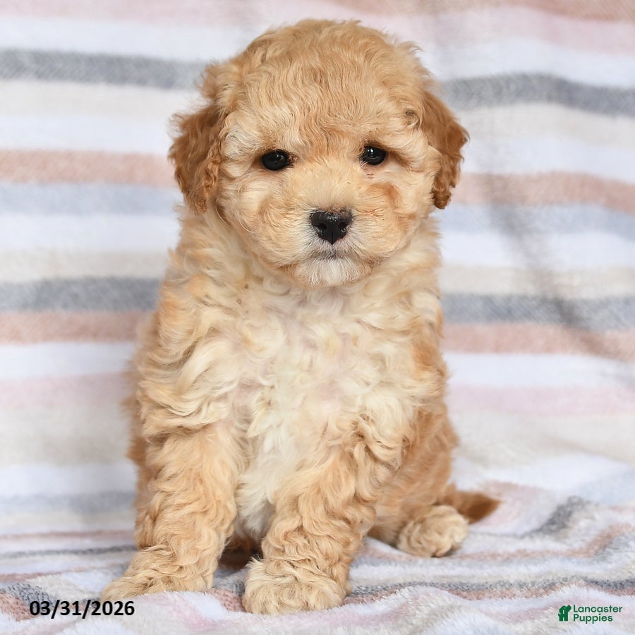 Maltipoo dogs Asher - Ad 2