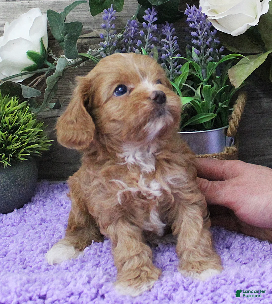 Cavapoo dogs for sale: Zoey's #5 Male - Ad 2