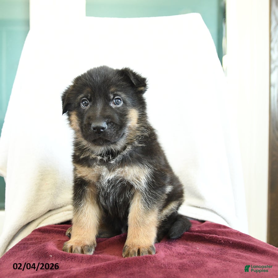 German Shepherd dogs Aldo - Ad 2