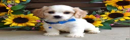 Cavachon dogs for sale: Tyson - Ad 2