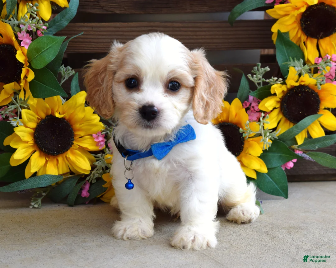Cavachon dogs for sale: Tyson - Ad 2