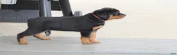 Rottweiler dogs for sale: Holly - Ad 8