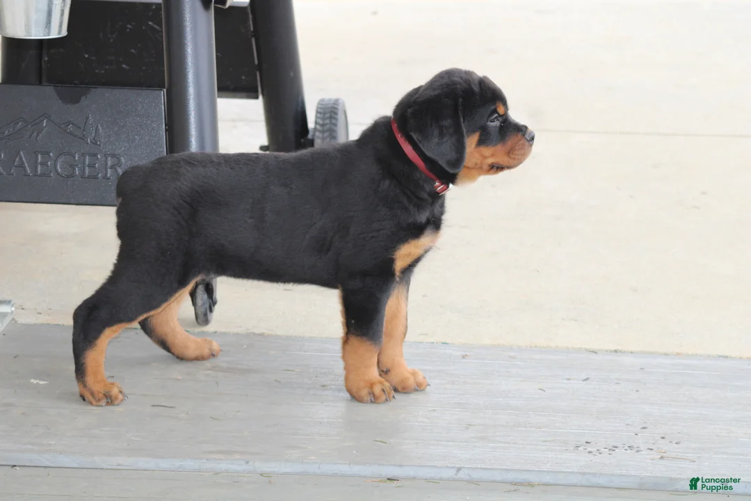 Rottweiler dogs for sale: Holly - Ad 8