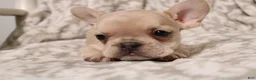 French Bulldog dogs for sale: Louie - Ad 11