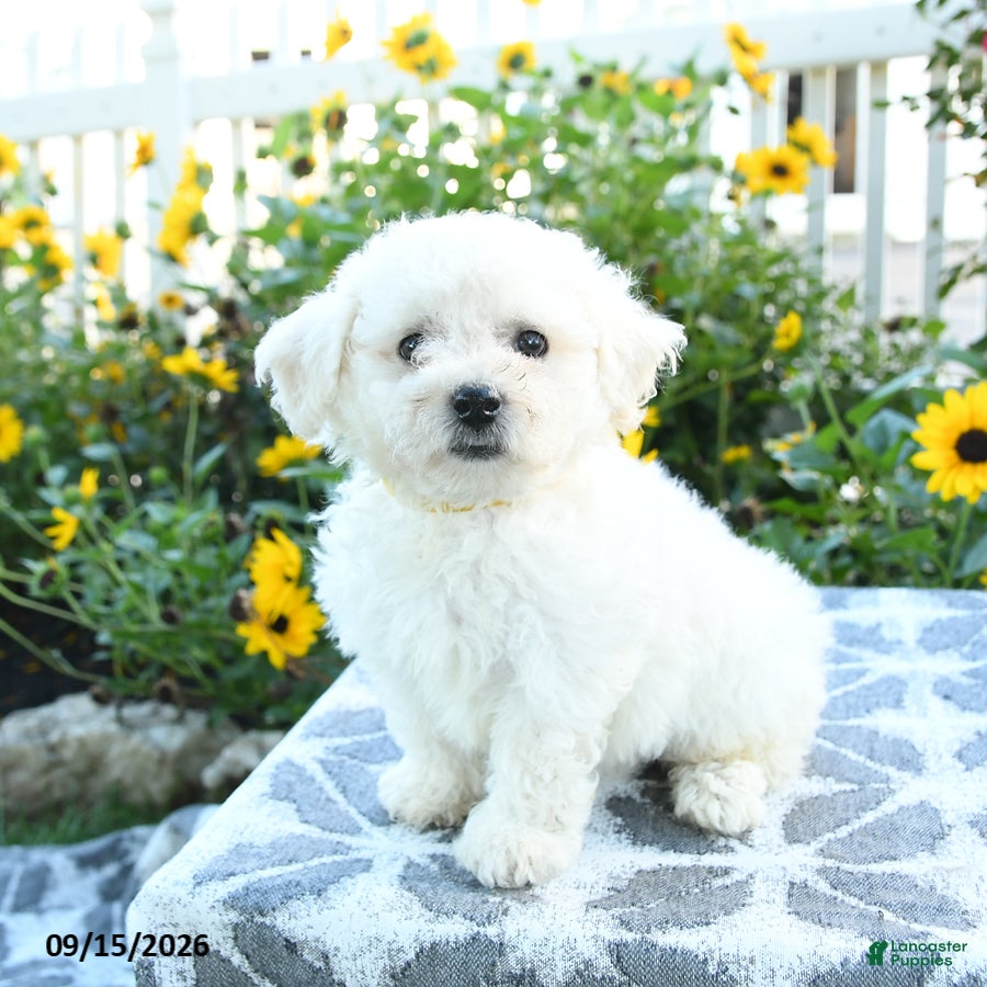 Bichon Frise dogs Lemon - Ad 2