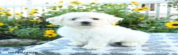 Bichon Frise dogs for sale: Lemon - Ad 2