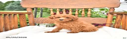 Mini Goldendoodle dogs for sale: Rusty - Ad 4