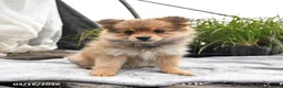 Pomeranian dogs for sale: Dahlia - Ad 3