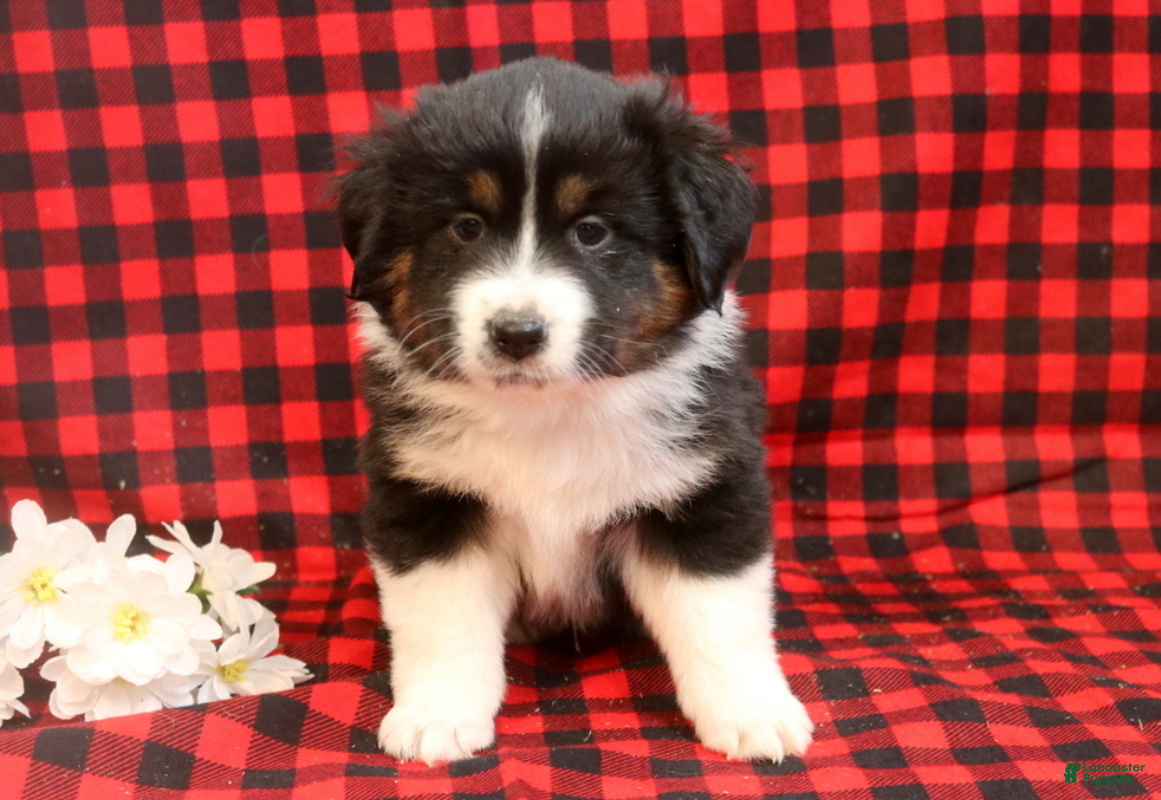 Miniature Australian Shepherd dogs Lincoln - Ad 2