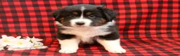 Miniature Australian Shepherd dogs for sale: Lincoln - Ad 2