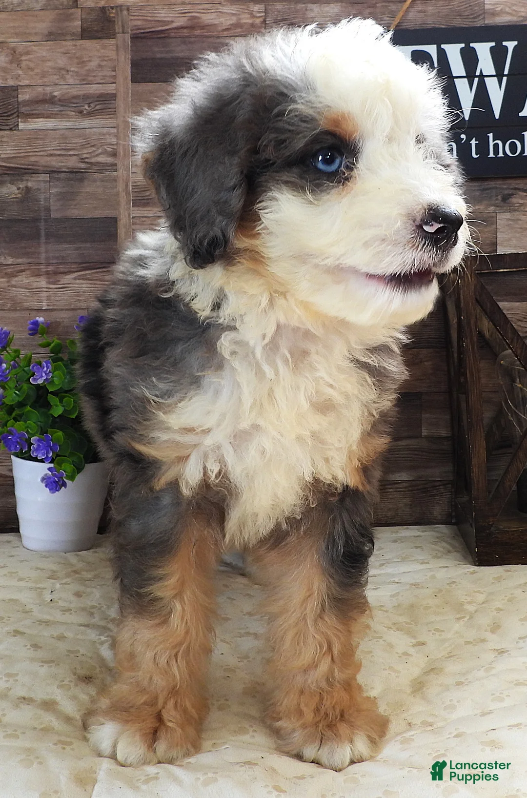 Mini Bernedoodle dogs for sale: #10 Male (Splash's) - Ad 2