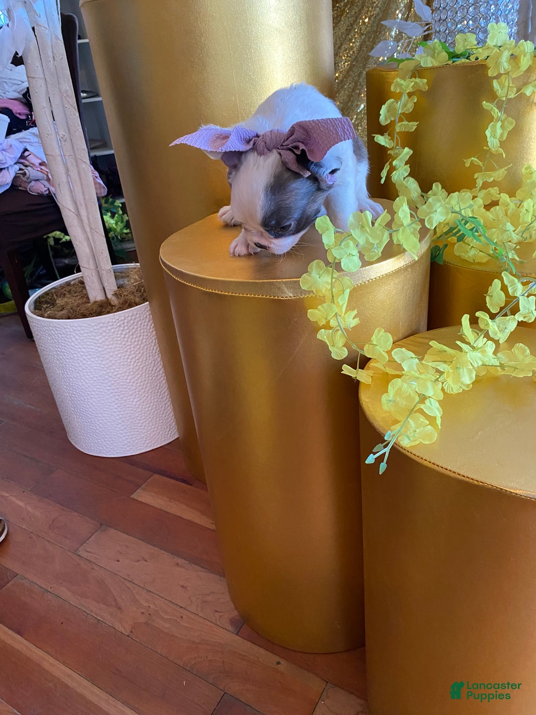 French Bulldog dogs for sale: Mercedes  - Ad 3