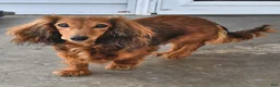 Miniature Dachshund dogs for sale: Renae - Ad 4