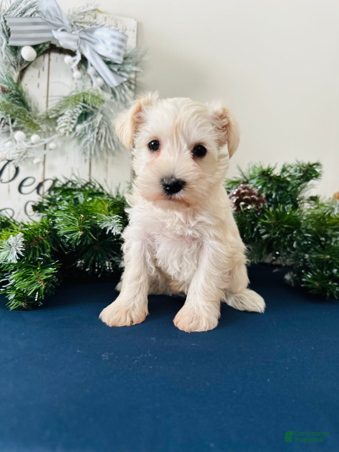Miniature Schnauzer dogs for sale: Iris - Ad 11