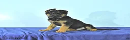 German Shepherd dogs for sale: Ryan - Ad 3