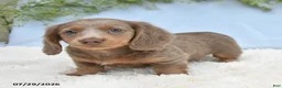 Miniature Dachshund dogs for sale: Tyler - Ad 3