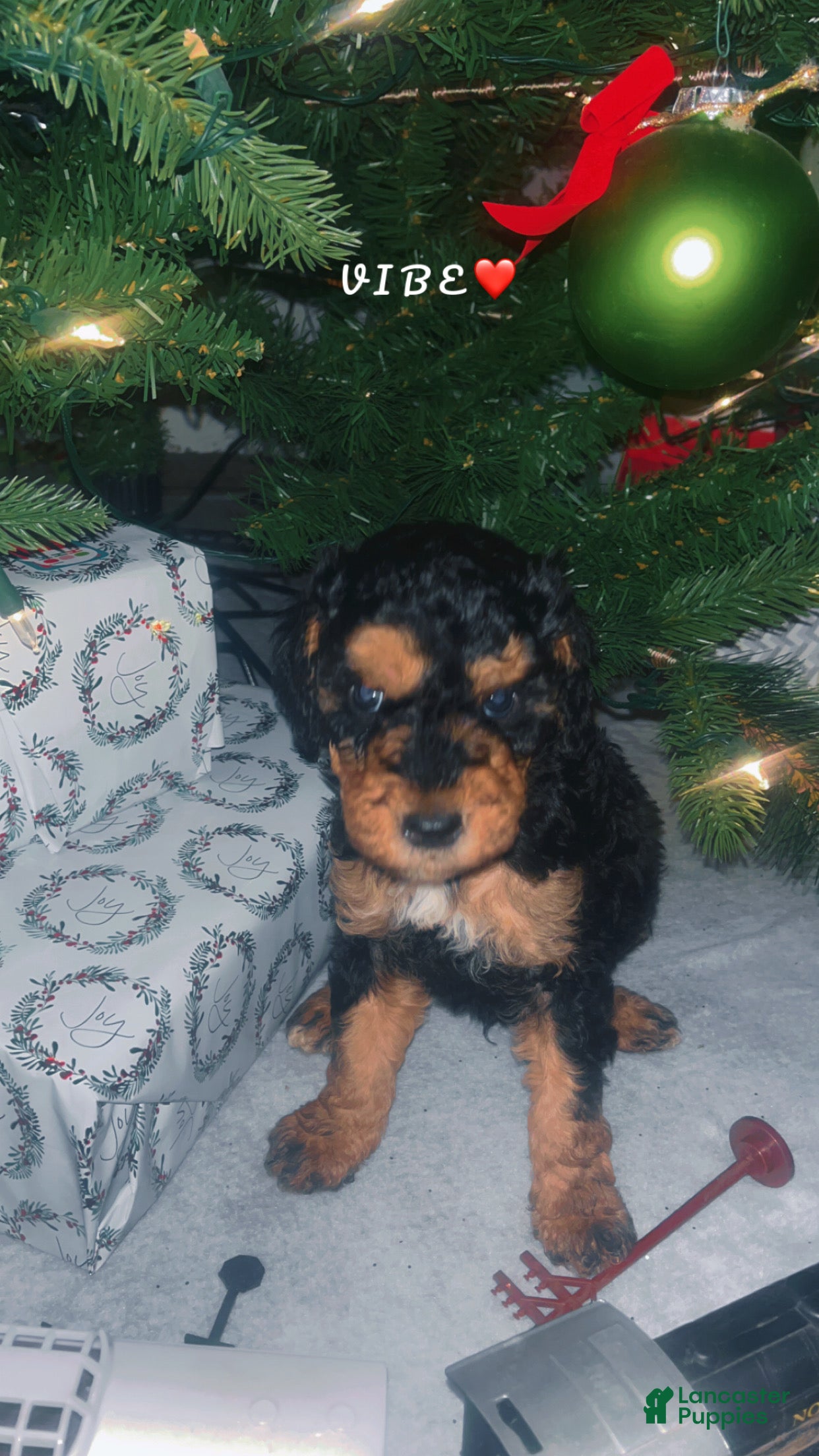 Mini Bernedoodle dogs Mini Bernedoodle Puppy 3 - Ad 17