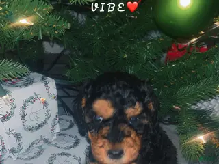 Mini Bernedoodle dogs Mini Bernedoodle Puppy 3 - Ad 17