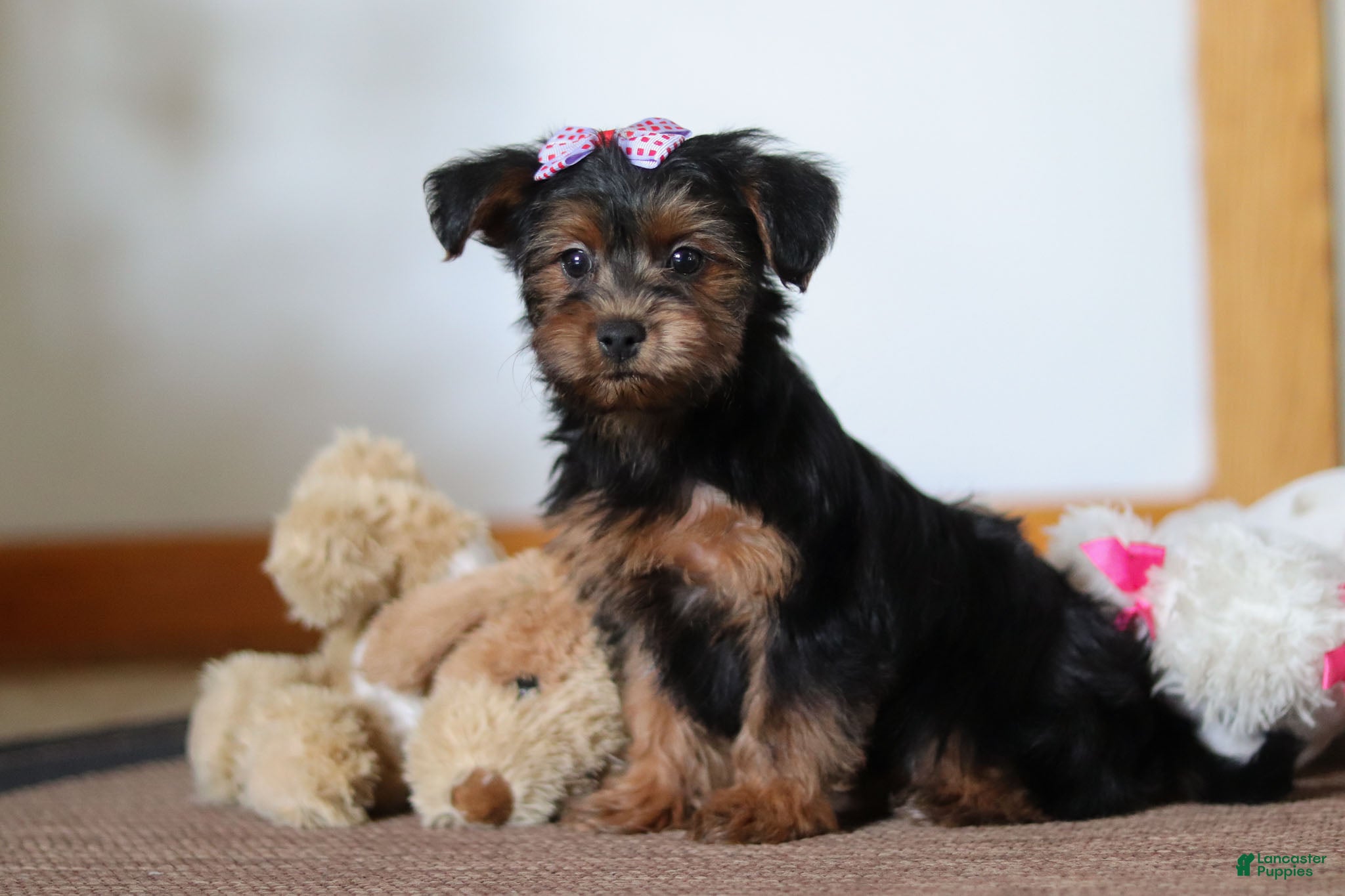 Yorkiepoo dogs Jullie - Ad 9