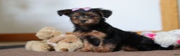 Yorkiepoo dogs for sale: Jullie - Ad 1