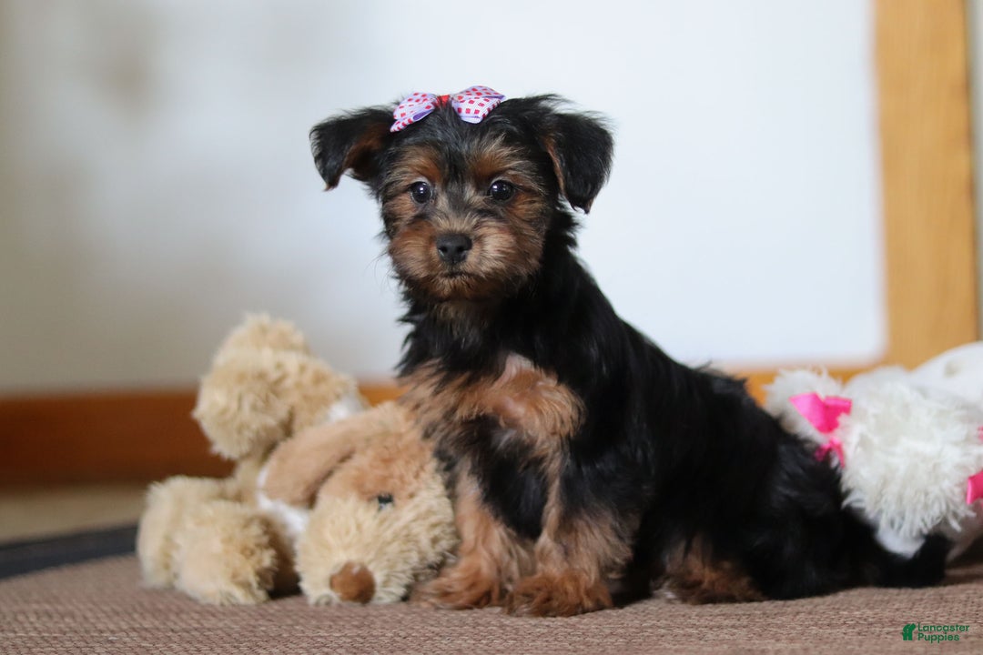 Yorkiepoo dogs for sale: Jullie - Ad 1