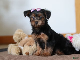 Yorkiepoo dogs Jullie - Ad 3