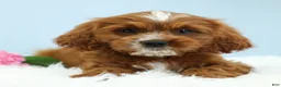 Cavapoo dogs for sale: Snickers 🍪 - Ad 1