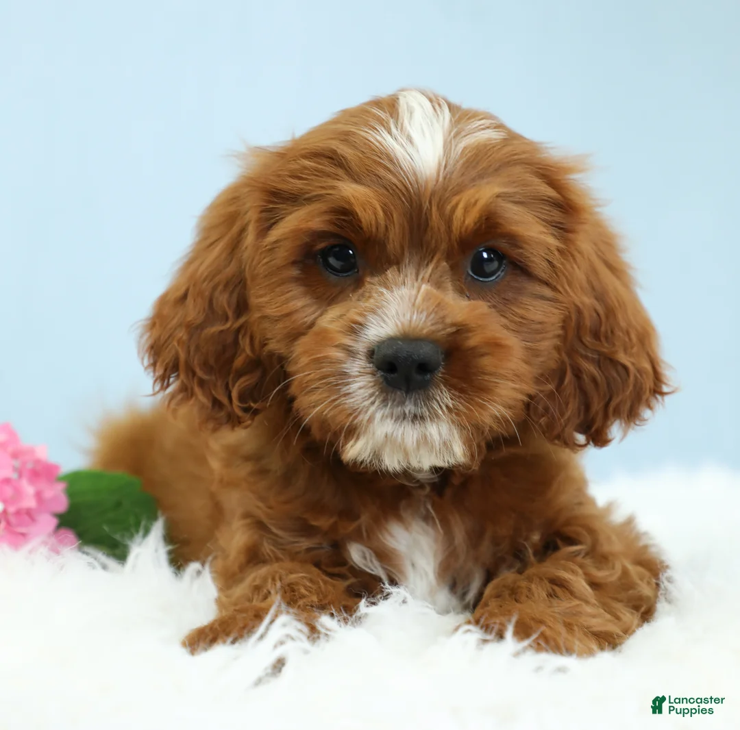 Cavapoo dogs for sale: Snickers 🍪 - Ad 1
